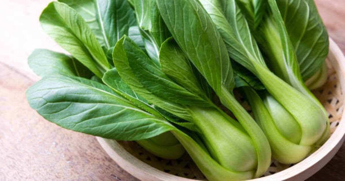 Hakusai Recipe, Napa Cabbage